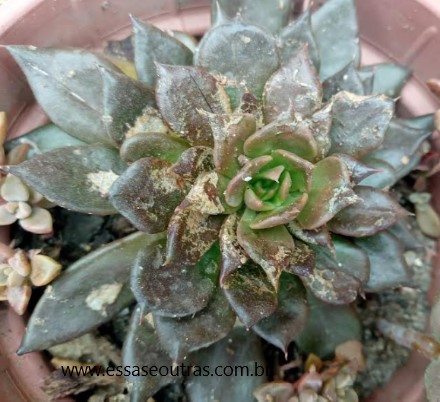 echeveria-black-prince-com-ácaro-