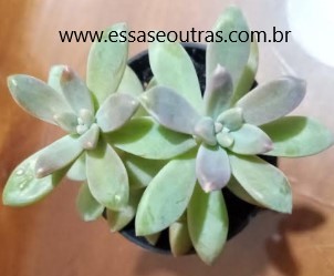 muda-do-graptosedum-darley-sunshine-