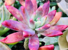 Graptosedum Darley Sunshine – Foto Suculenta com Folhas Pink