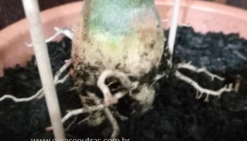Levantar Raiz de Rosa do Deserto – Engrossando Caudex, Dicas sobre Lua