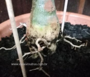 Levantar Raiz de Rosa do Deserto – Engrossando Caudex, Dicas sobre Lua