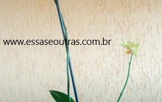 Plantar Orquídea no Vidro Transparente como Cuidar e Rega Certa