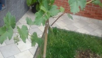 Quando Regar Uva, Parreira – Frequência da Rega da Frutífera e Cachos