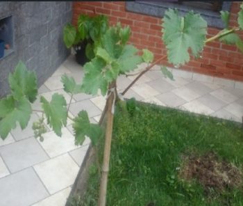 Quando Regar Uva, Parreira – Frequência da Rega da Frutífera e Cachos