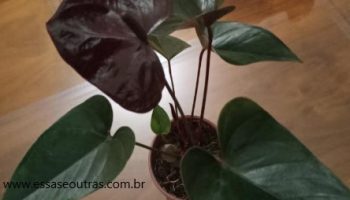 Antúrio Negro, Black Queen – Foto da Muda, Rega, Planta de Sombra