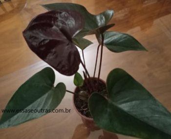 Antúrio Negro, Black Queen – Foto da Muda, Rega, Planta de Sombra