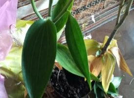 Aproveitar o Lírio que Secou as Flores e Folhas – Plantar Bulbo