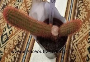Cacto de Pelos Vermelhos – Foto da Muda e Como Cuidar