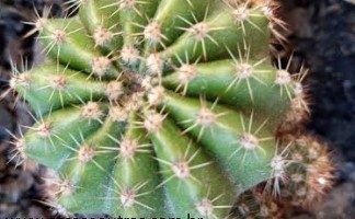 Cacto Bola com Filhotes – Echinopsys Eryiessi – Como Cuidar