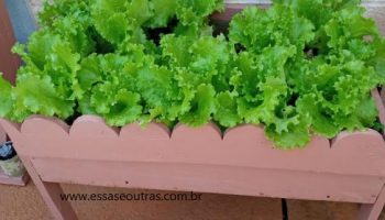Canteiro de Alface em Caixote de Madeira – Ideia de Cultivo de Verdura