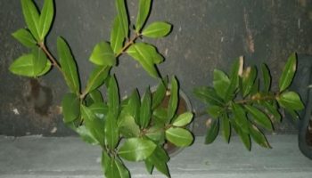 Cultivar louro no Vaso – Solo, Rega, Replante, Sol ou Sombra