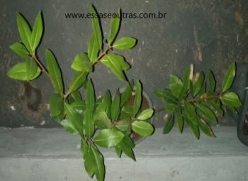 Cultivar louro no Vaso – Solo, Rega, Replante, Sol ou Sombra