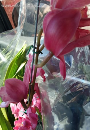 flor-da-orquídea-cymbidium-cuidados-