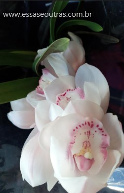 flor-da-orquídea-cymbidium-foto-da-flor-