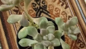 Graptopetalum Medonzai Foto da Muda Como Cuidar da Suculenta