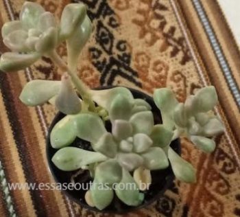 Graptopetalum Medonzai Foto da Muda Como Cuidar da Suculenta