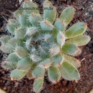 muda-da-echeveria-setosa-diminuta-