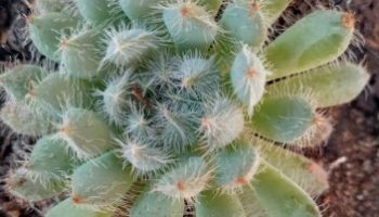 Echeveria Setosa Diminuta – Como Cuidar Foto da Muda Suculenta
