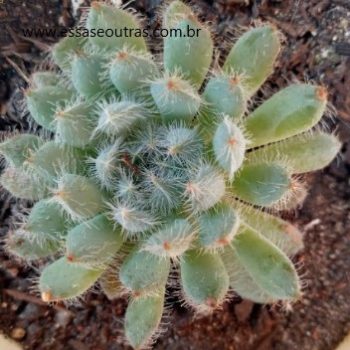 Echeveria Setosa Diminuta – Como Cuidar Foto da Muda Suculenta