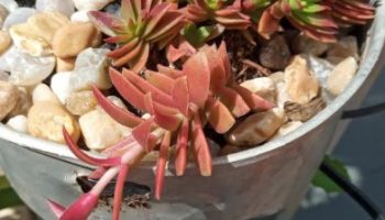 Suculenta Crassula Red Pagoda e Crassula Campfire  – Foto das Mudas