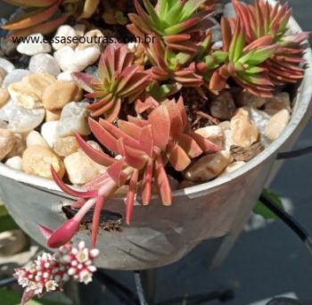 Suculenta Crassula Red Pagoda e Crassula Campfire  – Foto das Mudas