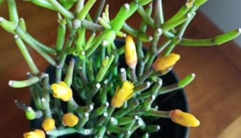 Cacto Osso, Cacto de Garrafa Avermelhado Hatiora Salicorniodes