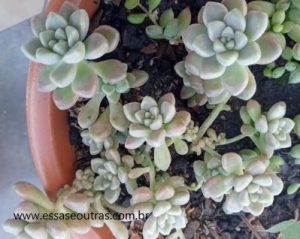 foto-da-muda-da-graptopetalum-mendozai-