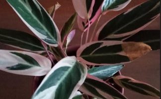 Maranta Tricolor – Foto da Muda, Como Cuidar da Folhagem