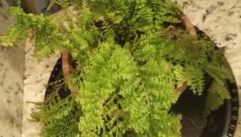 Mini Samambaia Havaiana – Como Cuidar, Rega Planta de Sombra