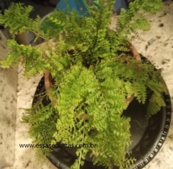 Mini Samambaia Havaiana – Como Cuidar, Rega Planta de Sombra