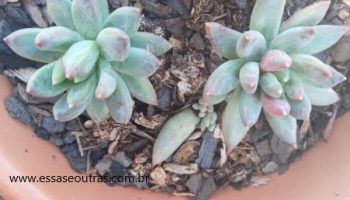 Suculenta Pachyveria Glauca – Little Jewel Foto da Muda Cuidados