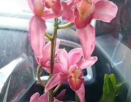 Orquídea Cymbidium – Como Cultivar, Época da Floração da Planta