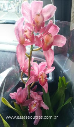 orquídea-florindo-cymbidium-