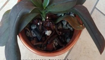 Folhas da Orquídea Phaleanopsis Murcha, Escuras Causas Cuidar