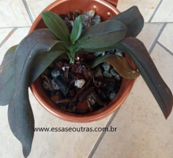 Folhas da Orquídea Phaleanopsis Murcha, Escuras Causas Cuidar