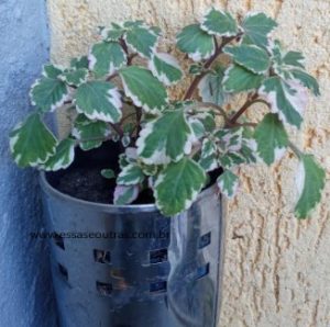 foto-da-muda-planta-incenso-mirra-