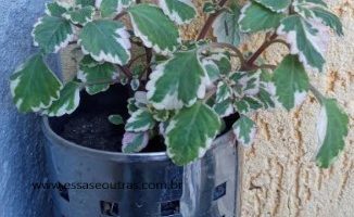Planta Incenso – Planta Vela, Falsa Hortelã – Como Cuidar e Muda