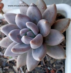 suculenta-de-folha-carnuda-