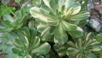 Aeonium Castello Paivae Foto da Muda Como Cuidar da Suculenta
