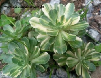 Aeonium Castello Paivae Foto da Muda Como Cuidar da Suculenta