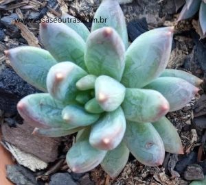 suculenta-de-folha-carnuda-pachiveria-glauca-