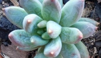Suculenta de Folha Carnuda Sedeveria Blue Mist Pachiveria Glauca