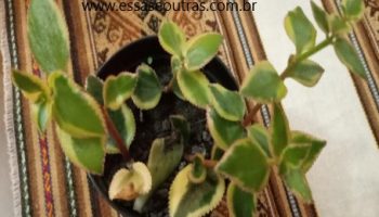 Crassula Sarmentosa Variegata – Suculenta Cometa Colorida – Cuidados