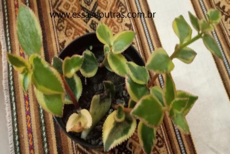 crassula-variegata-cometa-