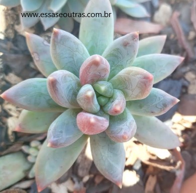 muda-de-suculenta-pachyveria-glauca-no-sol-pleno-colorida-