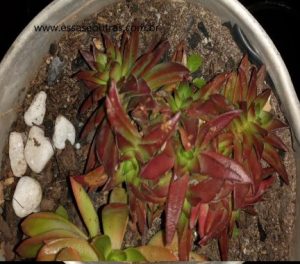 suculenta-crassula-red-pagoda-capitella-