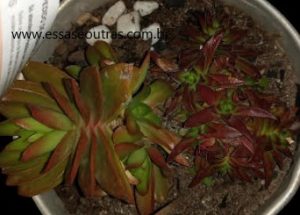 suculenta-crassula-red-pagoda-