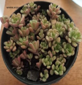 sedum-versadence-suculenta-pendente-