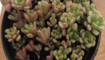 Sedum Versadense – Foto da Muda, Como Cuidar e Floração
