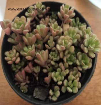 Sedum Versadense – Foto da Muda, Como Cuidar e Floração